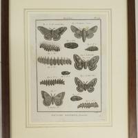 Pietro Scattaglia - Incisione