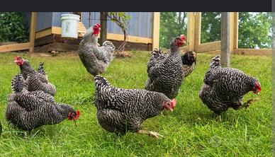 galline Amerock