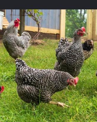 galline Amerock