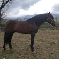 Cavallo
