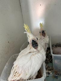 Cacatua galerita ed altri pappagalli