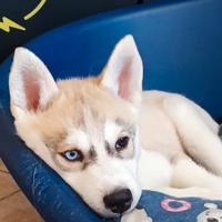 Femmina di SIBERIAN HUSKY da cucciolata casalinga