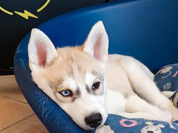 Femmina di SIBERIAN HUSKY da cucciolata casalinga