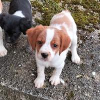 Cuccioli di breton