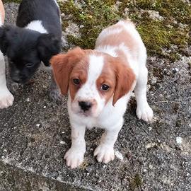Cuccioli di breton