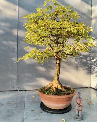 Acero Buergerianum