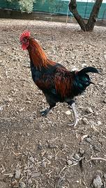 Galli Marans