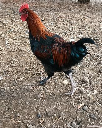 Galli Marans