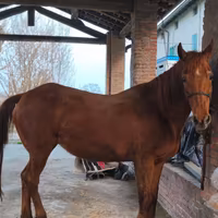 Cavalla quarter horse da compagnia