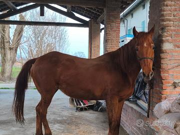Cavalla quarter horse da compagnia