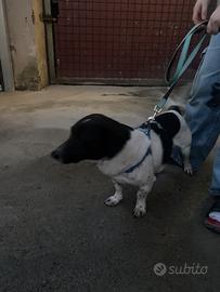 Cane Jack Russell retriever