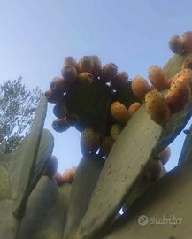 fichi d'india