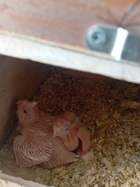 Pulli calopsite albini