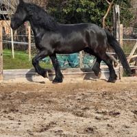 Cavallo frisone castrone