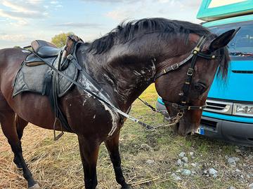Cavallo di 7 anni
