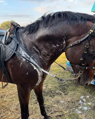 Cavallo di 7 anni