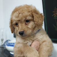 Maltipoo cuccioli maschi