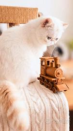 Gattino esotico  con Pedigree 