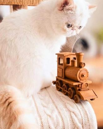 Gattino esotico  con Pedigree 