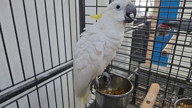 pappagallo