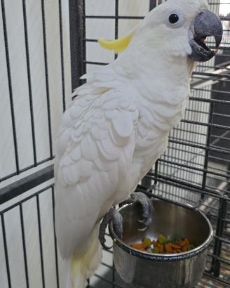 pappagallo