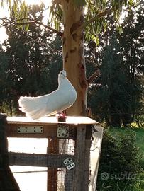 Colombe bianche