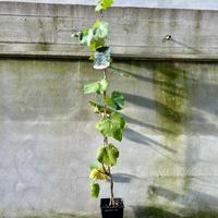 Piante di vite, uva da tavola e piccoli frutti