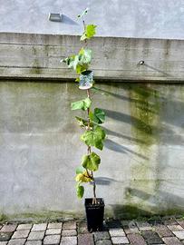 Piante di vite, uva da tavola e piccoli frutti