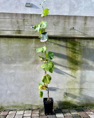 Piante di vite, uva da tavola e piccoli frutti