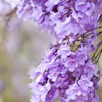 Albero di Jacaranda, Fiore lilla viola, H200cm