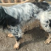 Setter inglese