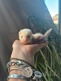 Furetto domestico