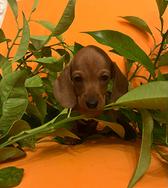 Cuccioli bassotto tedesco taglia nana