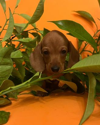 Cuccioli bassotto tedesco taglia nana