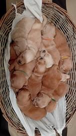 Golden retriver americano