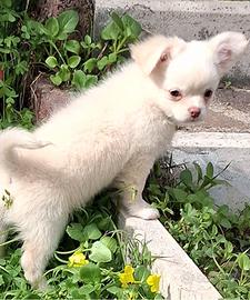 Femmina simil chihuahua