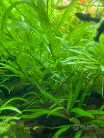 Piante acquario