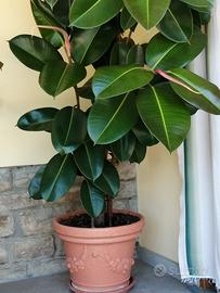 Pianta Ficus