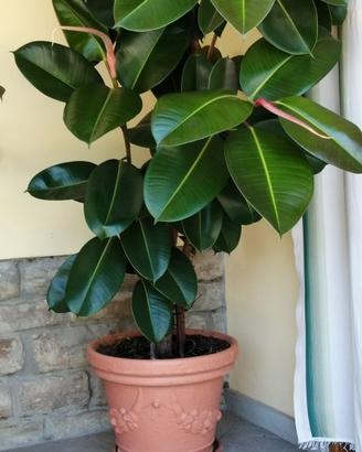 Pianta Ficus