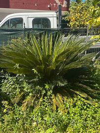 3 Cycas revoluta2 grandi 1 piccola