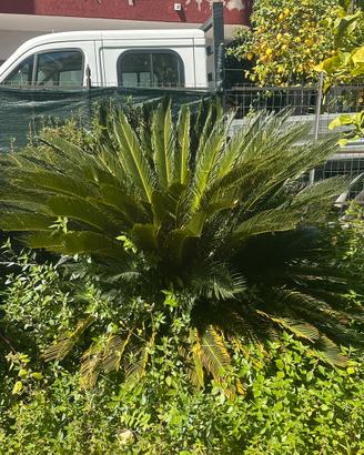 3 Cycas revoluta2 grandi 1 piccola