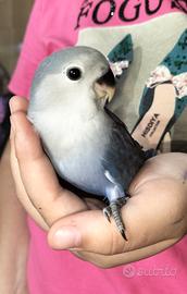 Pullo di inseparabile