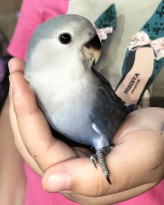 Pullo di inseparabile