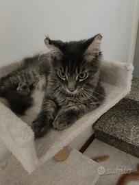 Cuccioli Maine Coon