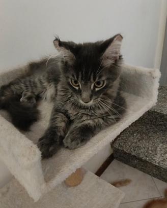 Cuccioli Maine Coon