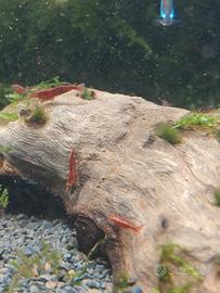 Caridine di acqua dolce per acquario