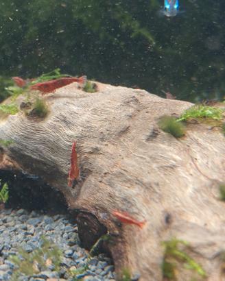 Caridine di acqua dolce per acquario