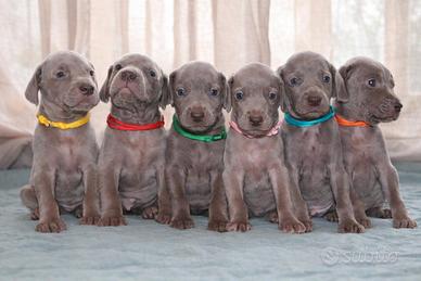 Weimaraner