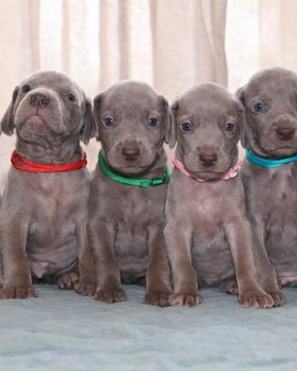 Weimaraner