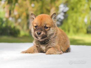 Cucciolo Di Shiba